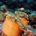 anemonefish_pink_lk_v_0705_png1179.jpg
